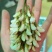 槐花