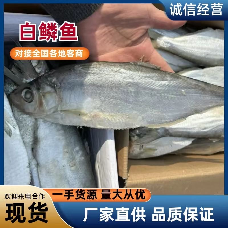 白鳞鱼咸鱼、自身带着油性、蒸、煎、炸产地批发长期供货