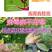 黄化曲叶病毒灵病专用药番茄辣椒草莓黄瓜病毒病杀菌药剂