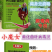 黄化曲叶病毒灵病专用药番茄辣椒草莓黄瓜病毒病杀菌药剂