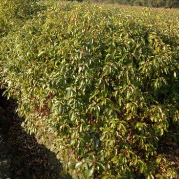 樟树杯苗）奉新县邹家苗圃基地欢迎老板光临指导