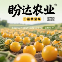 千禧黄金果甜蜜多汁基地直供，可稳定供货到9月中旬