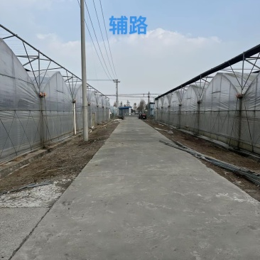 转让70亩连栋大棚
