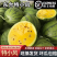 江苏东台西瓜品种甘美四K，美都，特小凤等