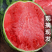 东台西瓜/美都西瓜/麒麟西瓜8424/台农种植/全国发货