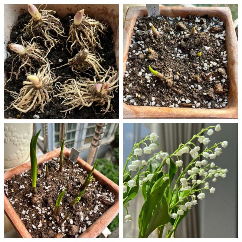 铃兰带芽花苗浓香型多年生绿植物四季开花耐寒室内