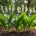 铃兰带芽花苗浓香型多年生绿植物四季开花耐寒室内