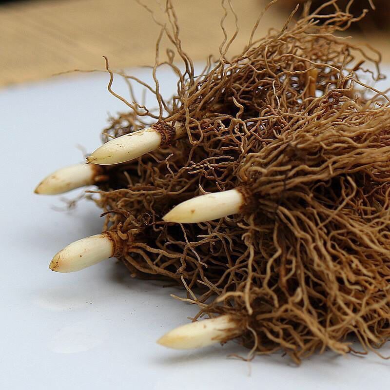 铃兰带芽花苗浓香型多年生绿植物四季开花耐寒室内