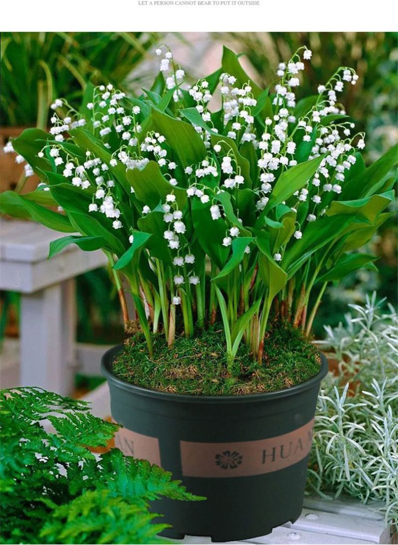 铃兰带芽花苗浓香型多年生绿植物四季开花耐寒室内