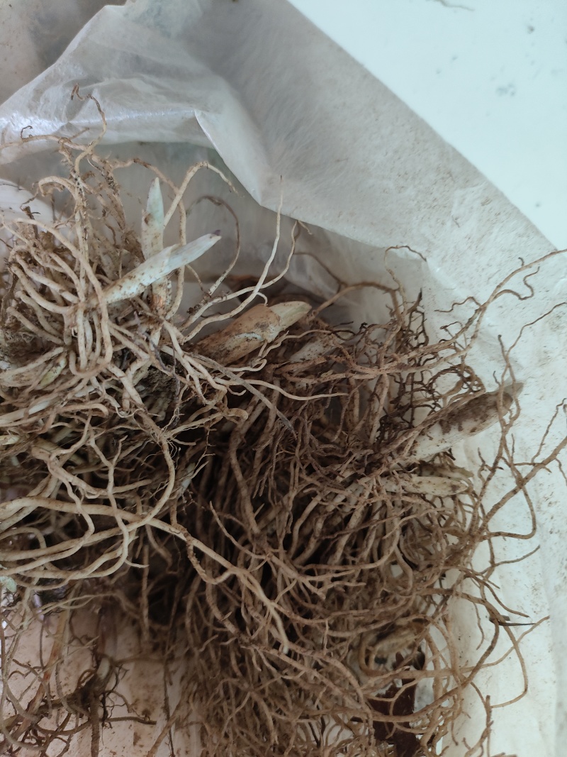 铃兰带芽花苗浓香型多年生绿植物四季开花耐寒室内