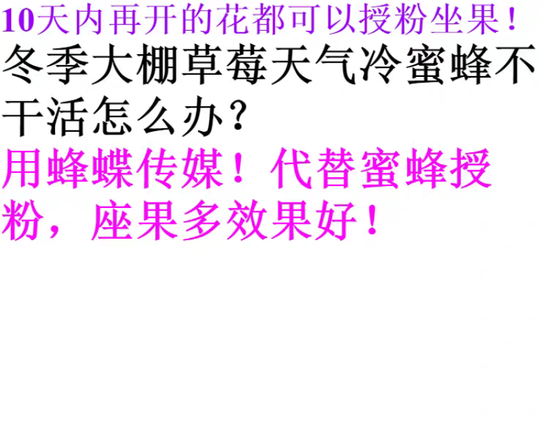 蜂蝶传媒番茄西红柿圣女果坐果灵专用保花保果叶面肥调节剂