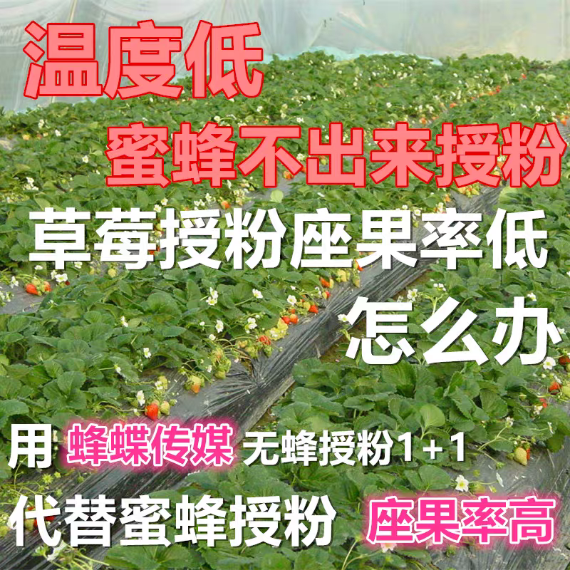蜂蝶传媒番茄西红柿圣女果坐果灵专用保花保果叶面肥调节剂