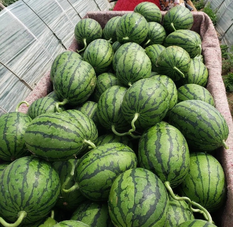 【推荐】寒亭全美2k西瓜代办包熟包甜一手货源量大从优