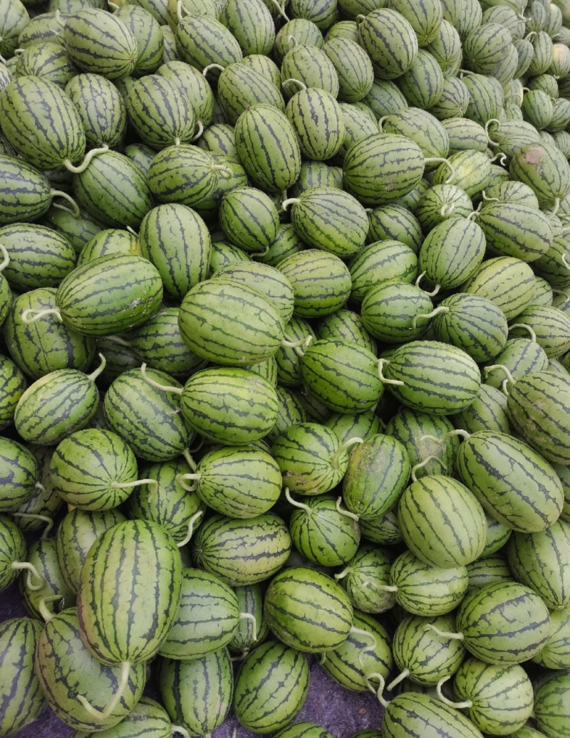 【推荐】寒亭全美2k西瓜代办包熟包甜一手货源量大从优
