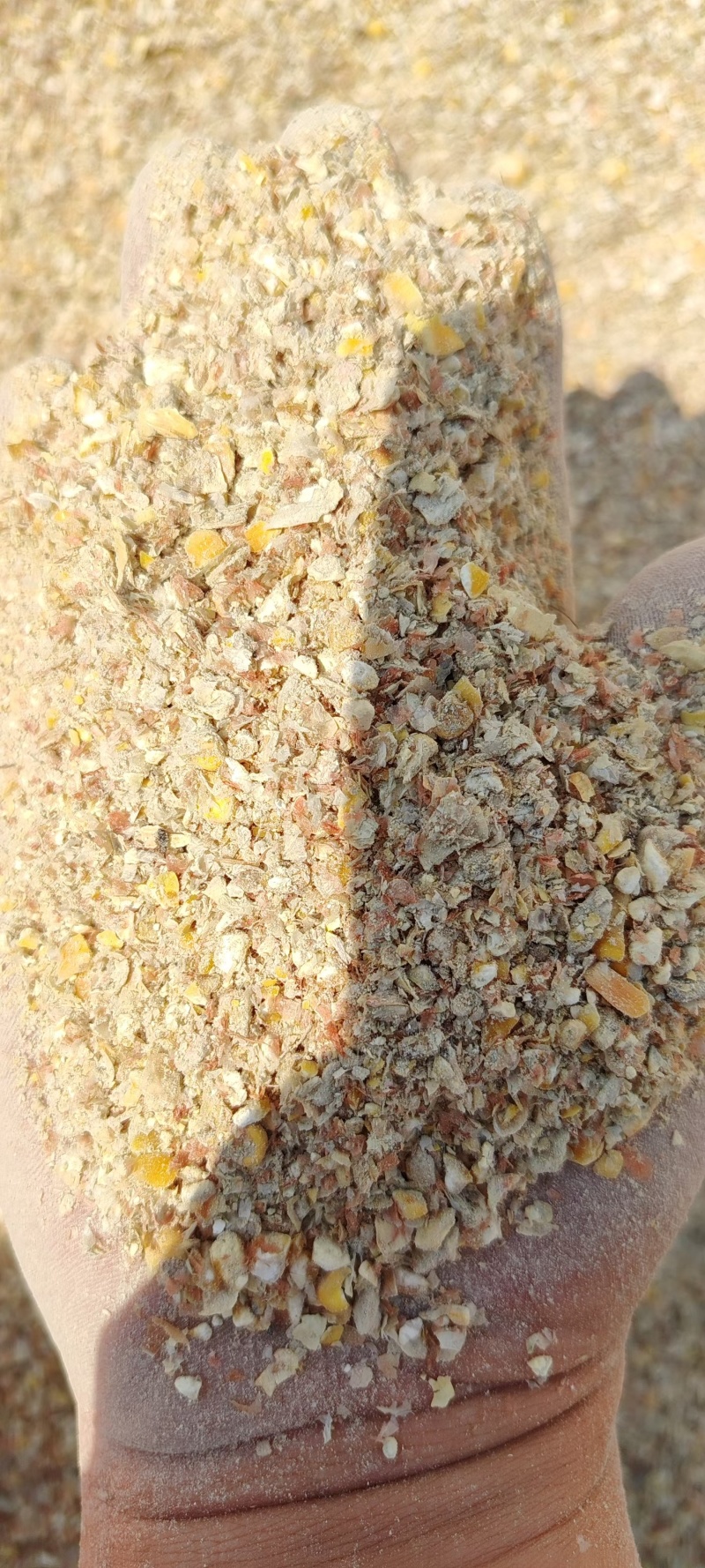 东北粮现货