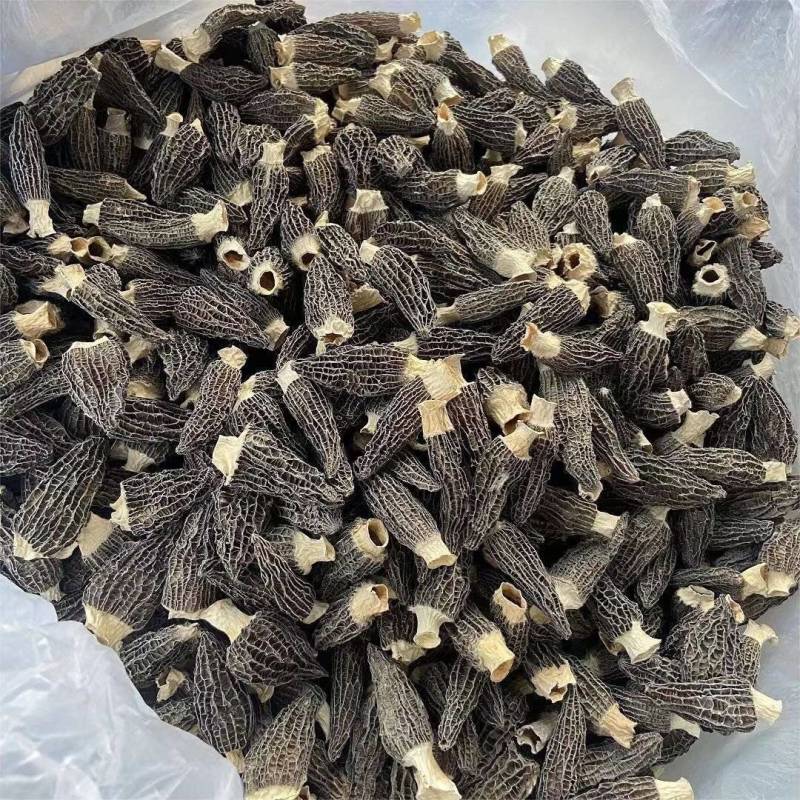 2025年新干货羊肚菌