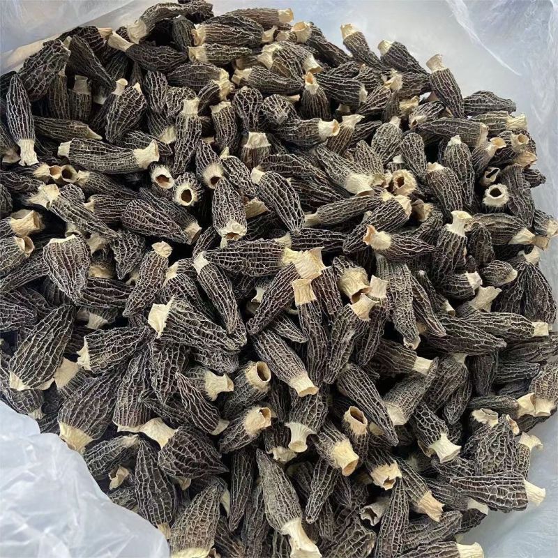 2025年新干货羊肚菌