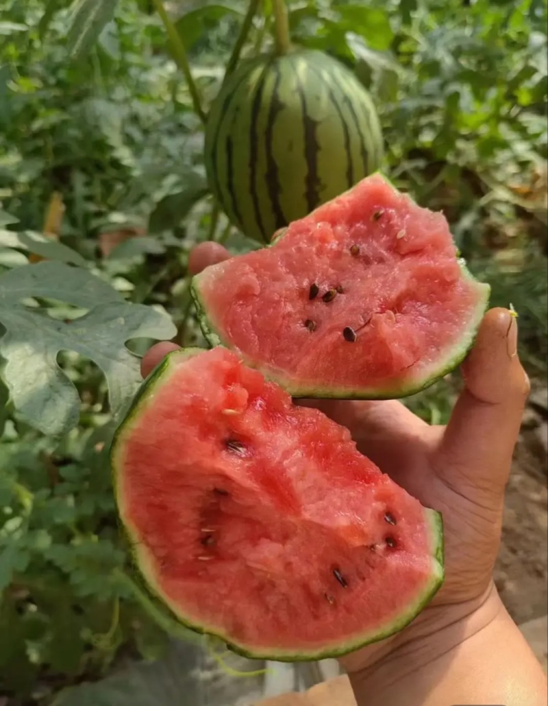 【推荐】寒亭L600西瓜代办包熟包甜一手货源量大从优