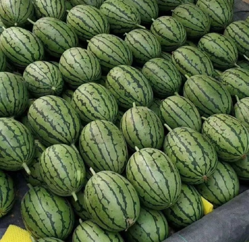 【推荐】寒亭L600西瓜代办包熟包甜一手货源量大从优