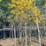 精品黄花风铃木基地供应量大从优诚信经营欢迎咨询