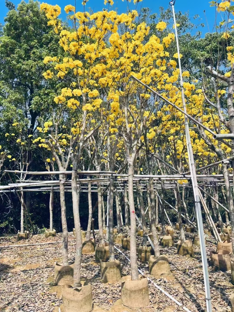 精品黄花风铃木基地供应量大从优诚信经营欢迎咨询
