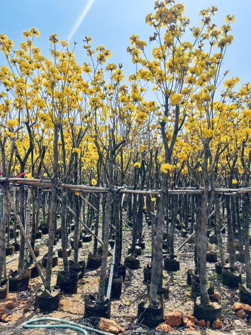精品黄花风铃木基地供应量大从优诚信经营欢迎咨询