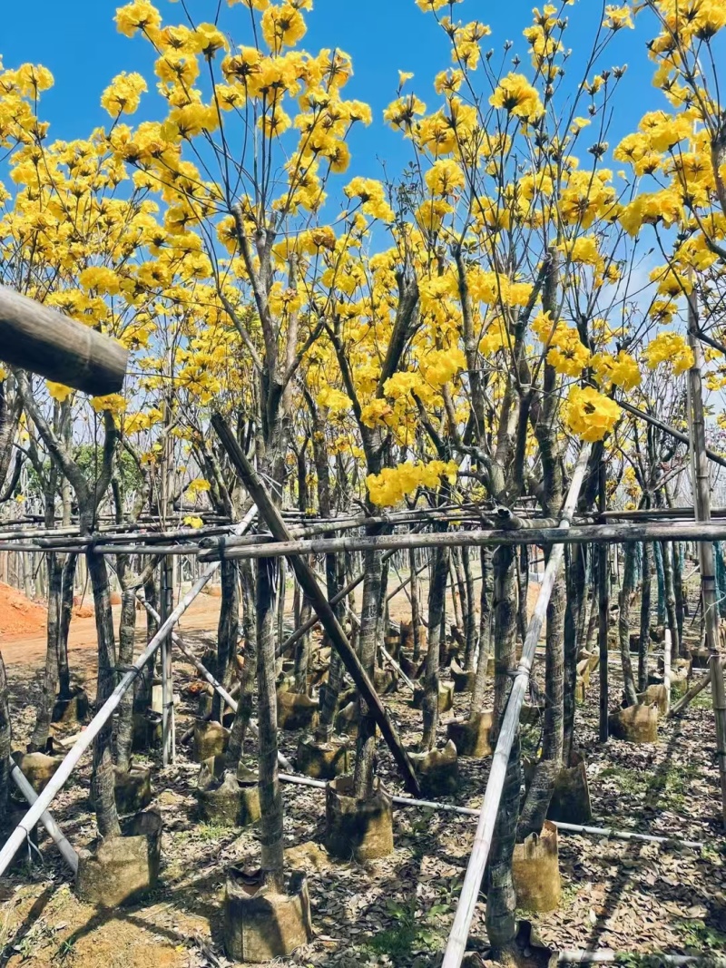 精品黄花风铃木基地供应量大从优诚信经营欢迎咨询