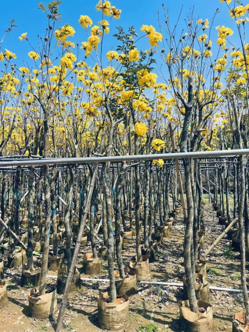 精品黄花风铃木基地供应量大从优诚信经营欢迎咨询