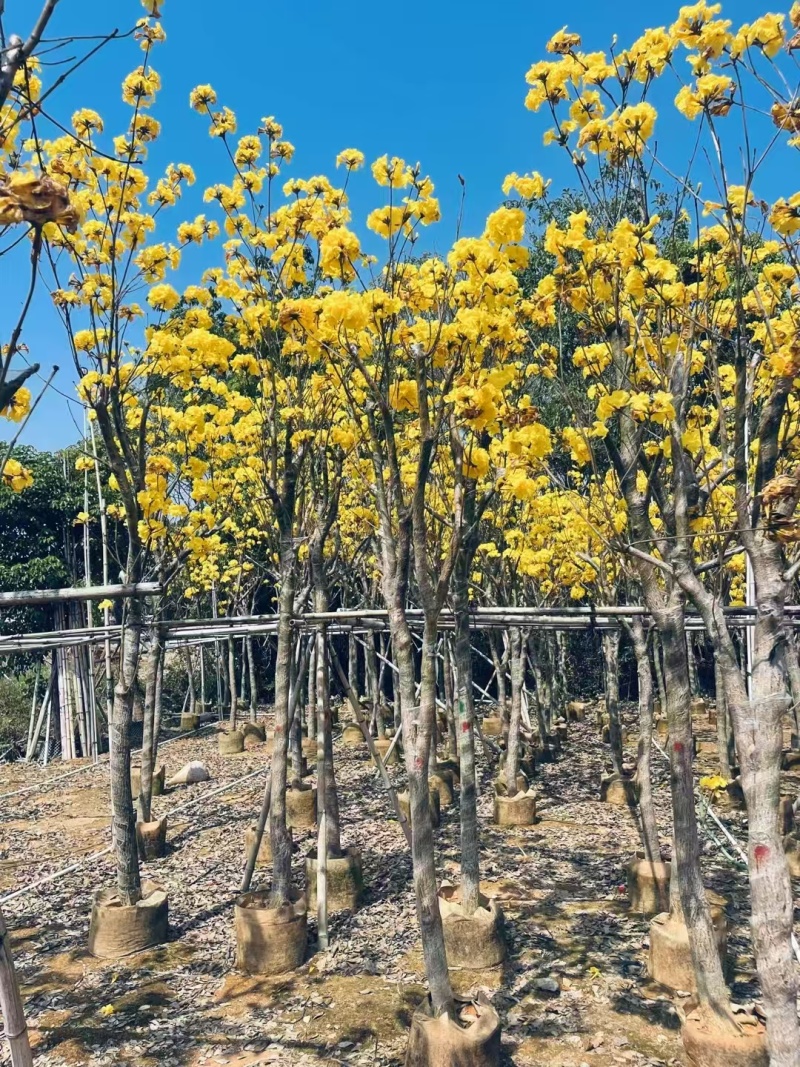 精品黄花风铃木基地供应量大从优诚信经营欢迎咨询