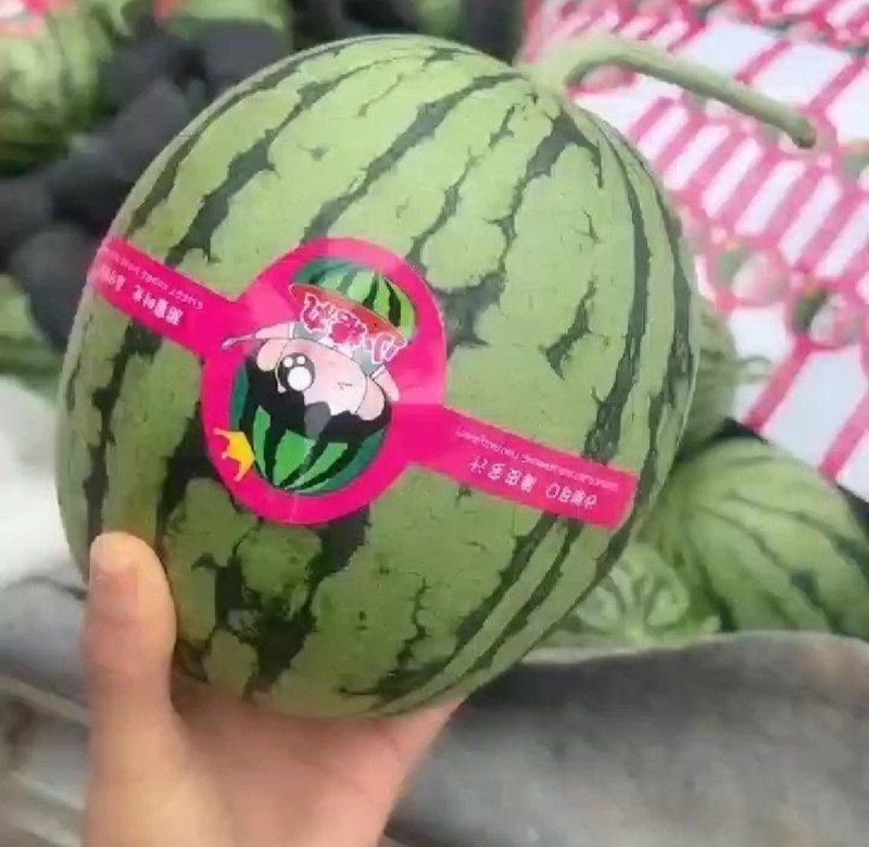 【推荐】小吊瓜蓝籽西瓜包熟包甜一手货源量大从优