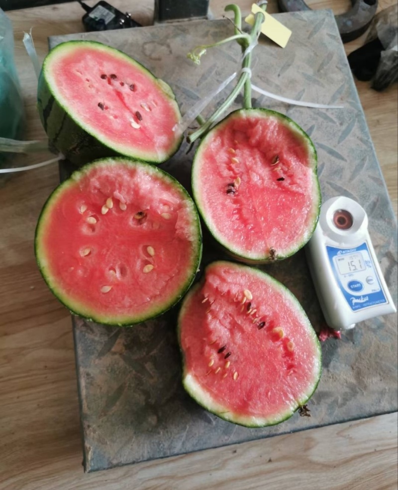 【推荐】小吊瓜蓝籽西瓜包熟包甜一手货源量大从优