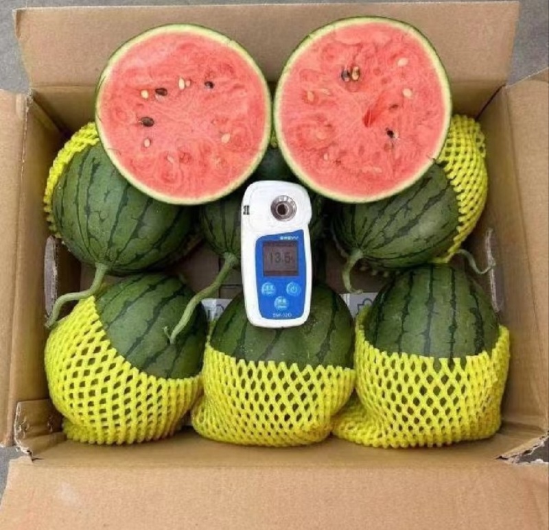 【推荐】小吊瓜蓝籽西瓜包熟包甜一手货源量大从优