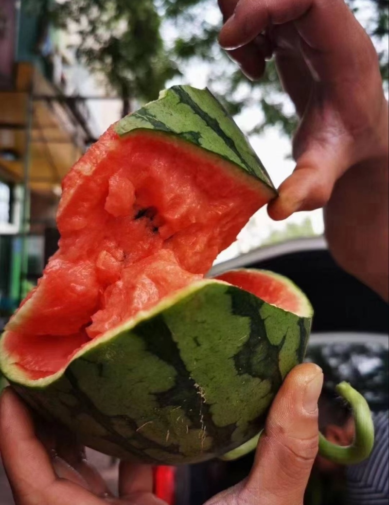 【推荐】小吊瓜蓝籽西瓜包熟包甜一手货源量大从优