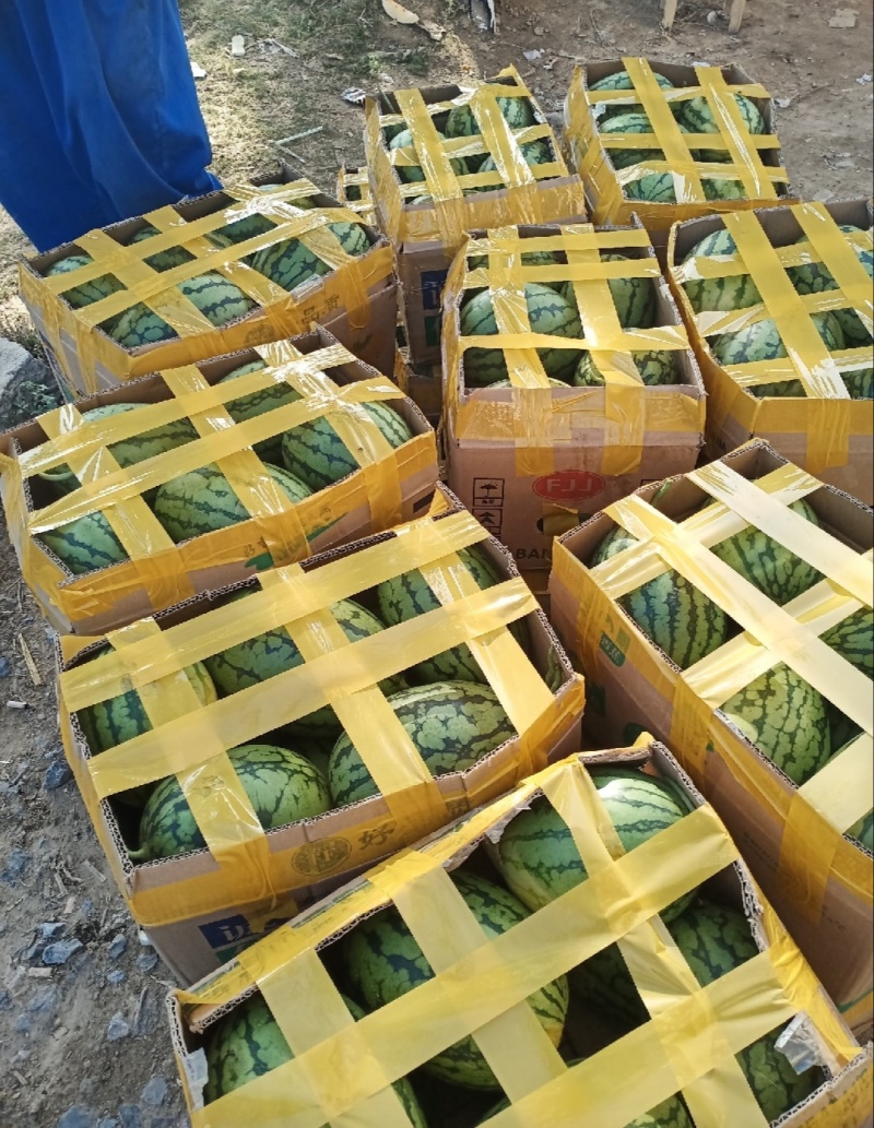 【推荐】小吊瓜蓝籽西瓜包熟包甜一手货源量大从优