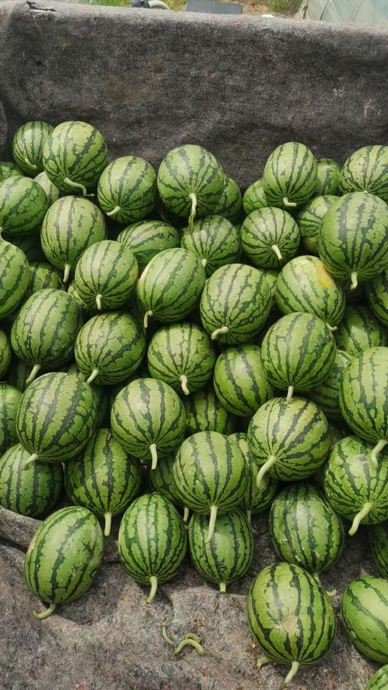 【推荐】小吊瓜蓝籽西瓜包熟包甜一手货源量大从优