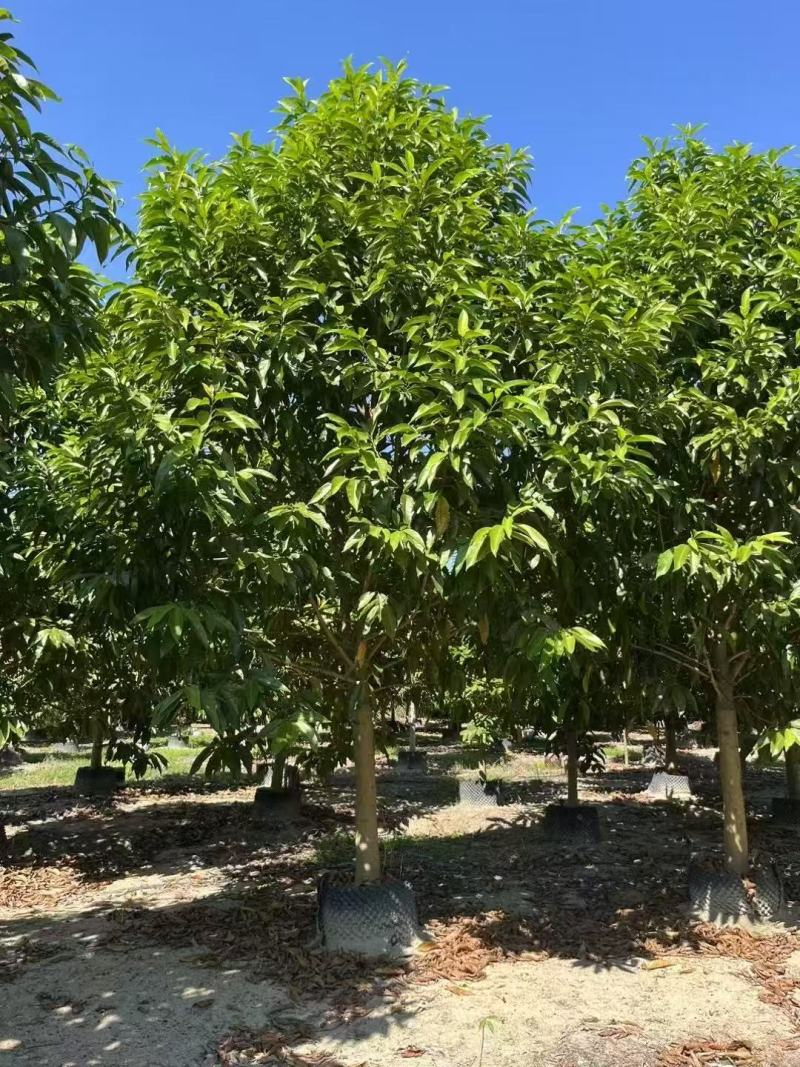 精品白玉兰基地批发货源充足量大从优诚信经营欢迎咨询