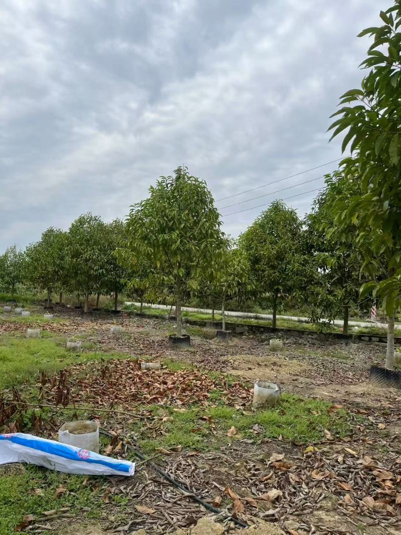 精品白玉兰基地批发货源充足量大从优诚信经营欢迎咨询