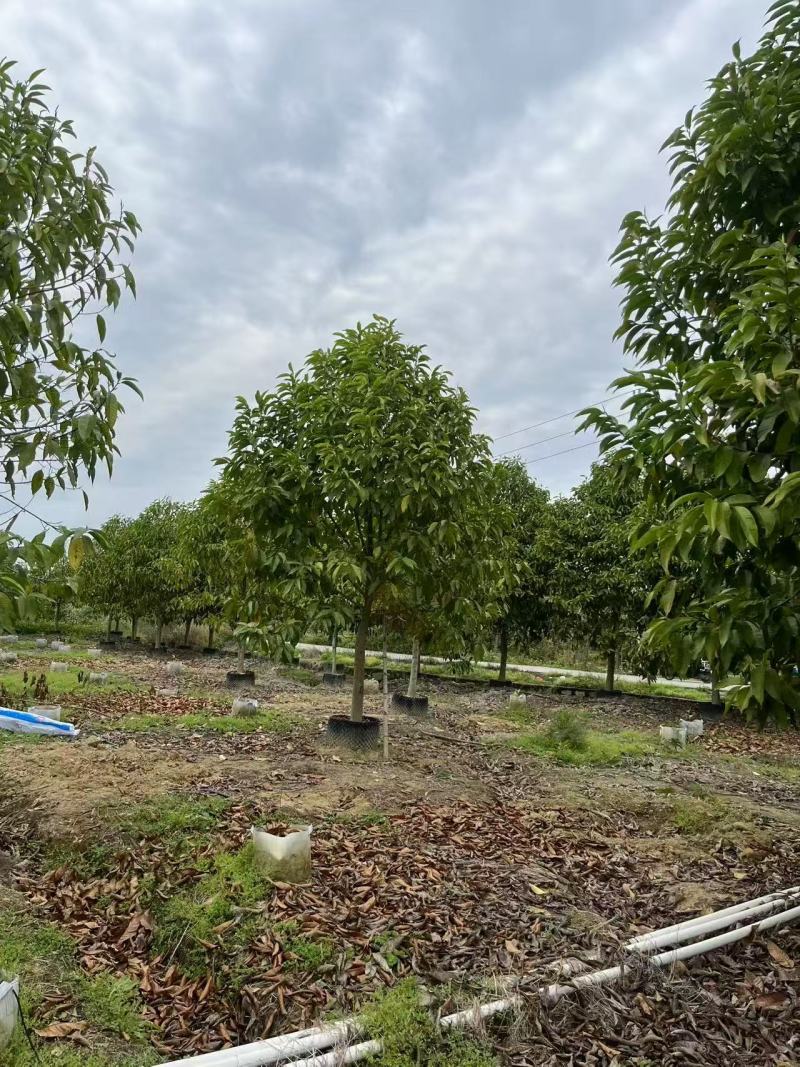 精品白玉兰基地批发货源充足量大从优诚信经营欢迎咨询