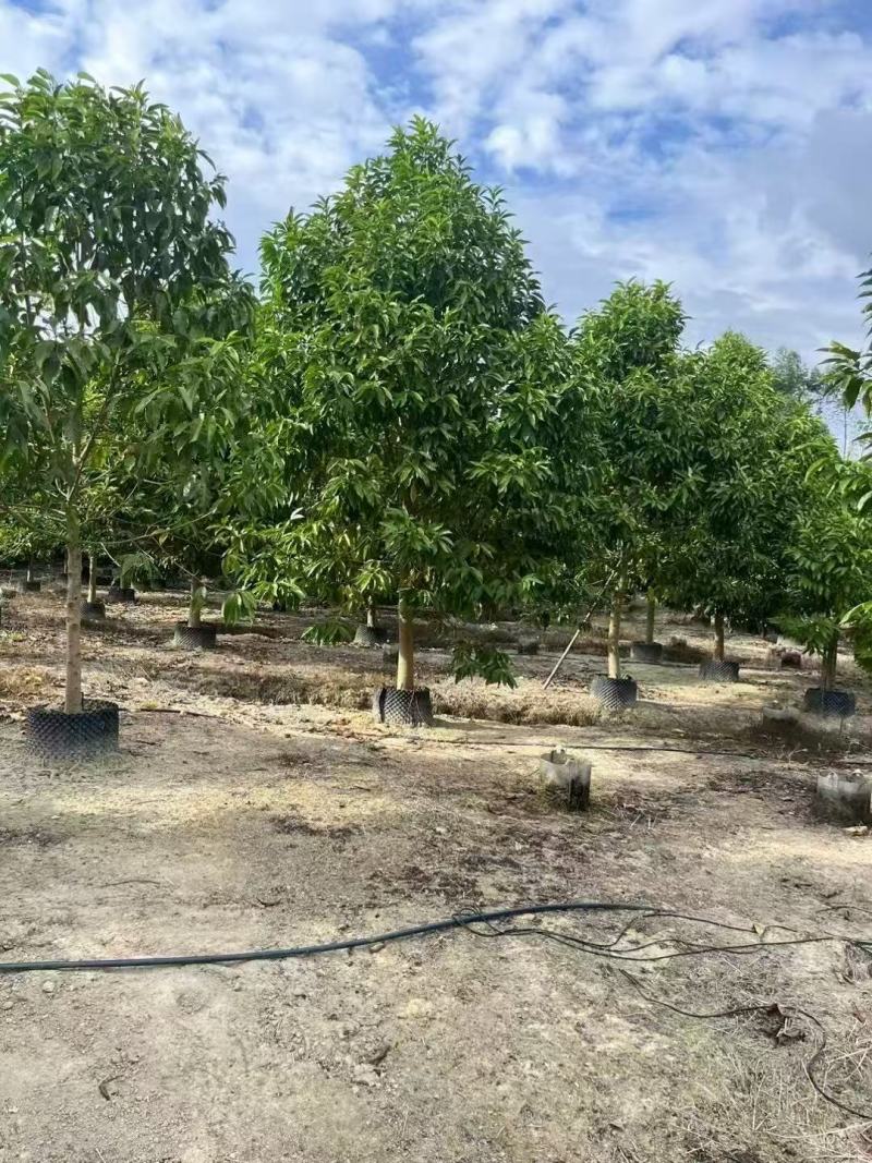 精品白玉兰基地批发货源充足量大从优诚信经营欢迎咨询