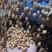 花生米可零售一手货源新货上市对接电商一件代发