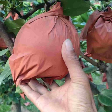 【推荐】宁陵晚秋黄梨产地直发品质保证欢迎联系