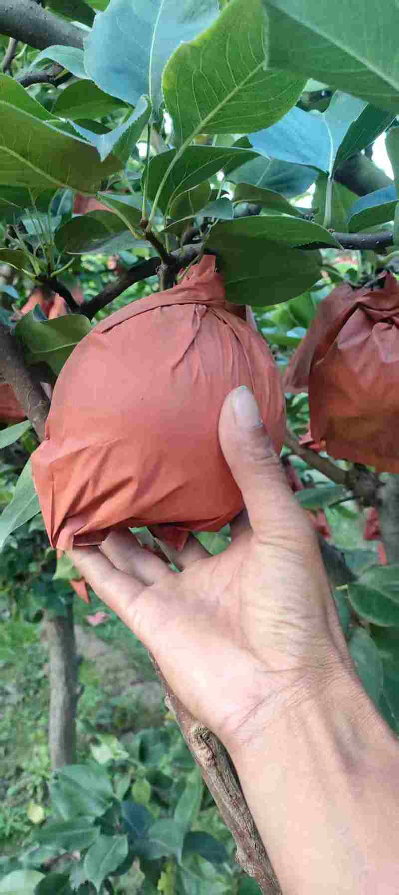 【推荐】宁陵晚秋黄梨产地直发品质保证欢迎联系