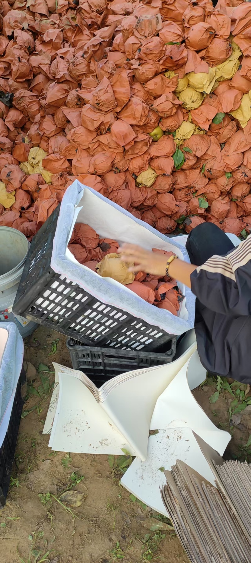 【推荐】宁陵晚秋黄梨产地直发品质保证欢迎联系