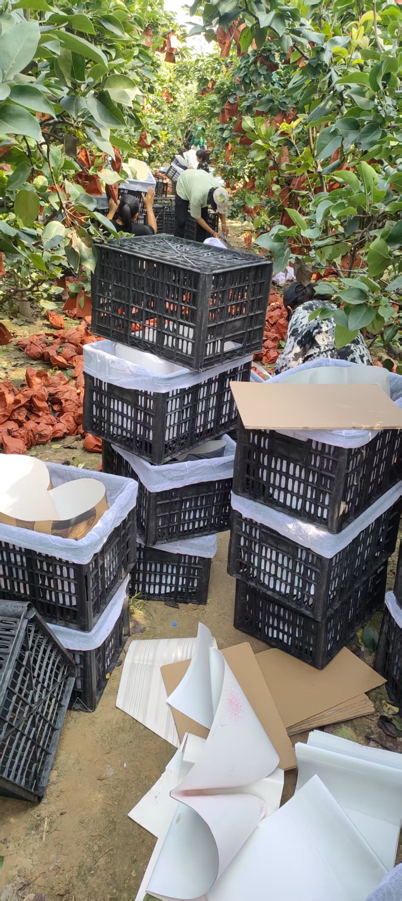 【推荐】宁陵晚秋黄梨产地直发品质保证欢迎联系