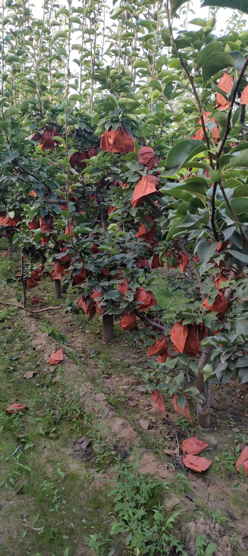 【推荐】宁陵晚秋黄梨产地直发品质保证欢迎联系