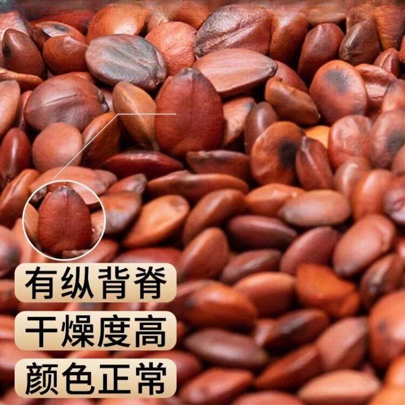 酸枣仁理枣仁炒枣仁农副产品不满意可退换货【包邮】