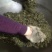 高山绿茶
