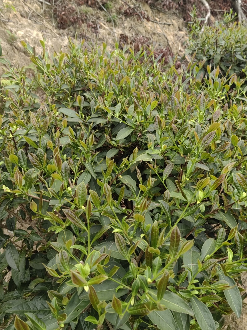 高山绿茶