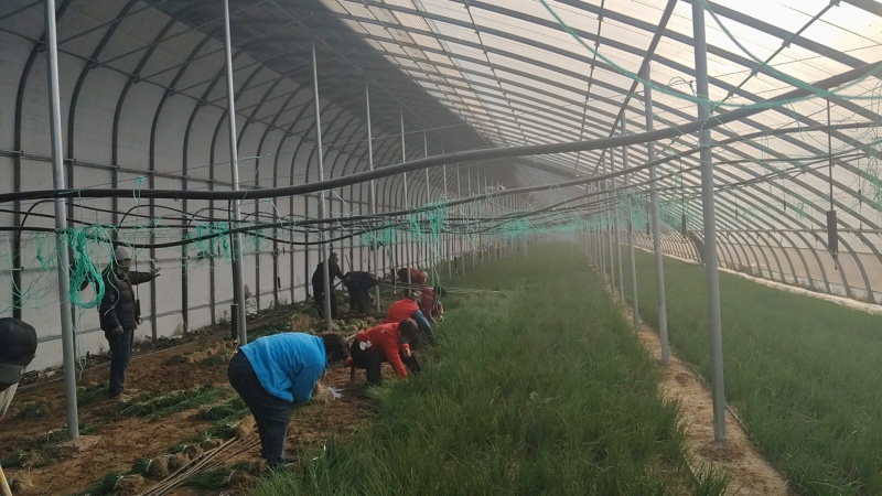 20亩冬暖棚5亩玻璃大棚出租设施用地水电齐全一年新棚