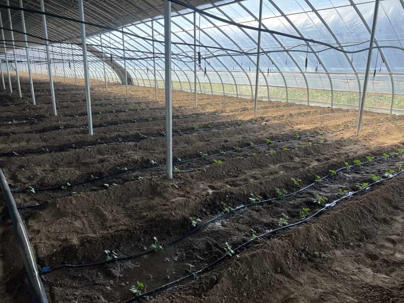20亩冬暖棚5亩玻璃大棚出租设施用地水电齐全一年新棚